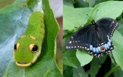 Spicebush (Lindera Benzoin) - 5 Gallon Pot -FRUIT TREES & PLANTS Shop lindera benzoin yellow spicebush 23 1