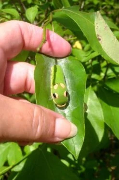 Spicebush (Lindera Benzoin) - 3 Gallon Pot -FRUIT TREES & PLANTS Shop lindera benzoin yellow spicebush 7