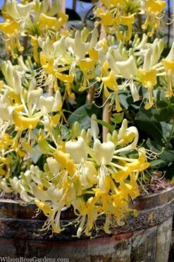 Scentsation Fragrant Yellow Honeysuckle - Lonicera Periclymenum - 3 Gallon Pot -FRUIT TREES & PLANTS Shop lonicera scentsation fragrant yellow honeysuckle 101