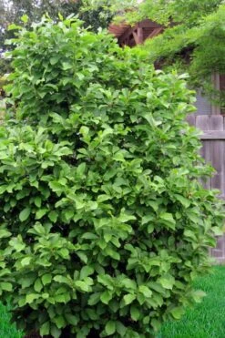 Genie Magnolia Tulip Tree - 1 Gallon Pot -FRUIT TREES & PLANTS Shop magnolia ann 111