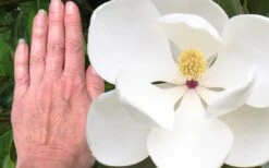 Edith Bogue Cold Hardy Evergreen Magnolia - 7 Gallon Pot -FRUIT TREES & PLANTS Shop magnolia edith bogue 3