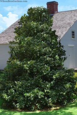 Edith Bogue Cold Hardy Evergreen Magnolia - 7 Gallon Pot -FRUIT TREES & PLANTS Shop magnolia edith bogue 4