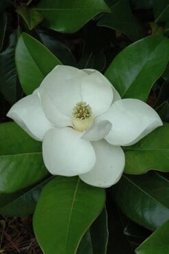 Edith Bogue Cold Hardy Evergreen Magnolia - 7 Gallon Pot -FRUIT TREES & PLANTS Shop magnolia edith bogue 5