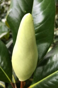 Edith Bogue Cold Hardy Evergreen Magnolia - 7 Gallon Pot -FRUIT TREES & PLANTS Shop magnolia edith bogue bud 1