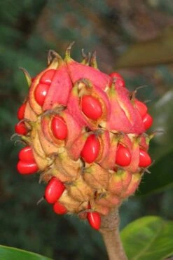 Victoria Cold Hardy Evergreen Magnolia - 3 Gallon Pot 15 Victoria Cold Hardy Evergreen Magnolia - 3 Gallon Pot -FRUIT TREES & PLANTS Shop magnolia edith bogue fruit 1 1