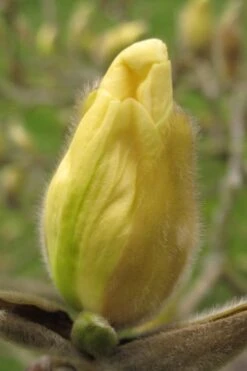 Elizabeth Magnolia (Tulip Tree) - 5 Gallon Pot -FRUIT TREES & PLANTS Shop magnolia elizabeth 10