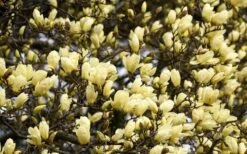 Elizabeth Magnolia (Tulip Tree) - 5 Gallon Pot -FRUIT TREES & PLANTS Shop magnolia elizabeth 15