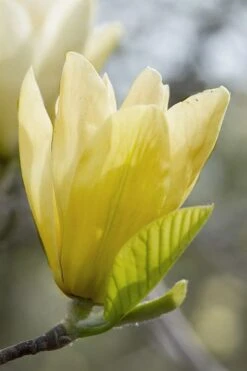 Elizabeth Magnolia (Tulip Tree) - 5 Gallon Pot -FRUIT TREES & PLANTS Shop magnolia elizabeth 2