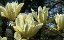 Elizabeth Magnolia (Tulip Tree) - 5 Gallon Pot -FRUIT TREES & PLANTS Shop magnolia elizabeth 4
