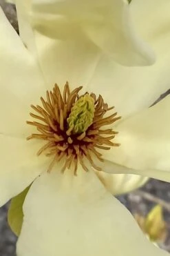 Elizabeth Magnolia (Tulip Tree) - 5 Gallon Pot -FRUIT TREES & PLANTS Shop magnolia elizabeth 6