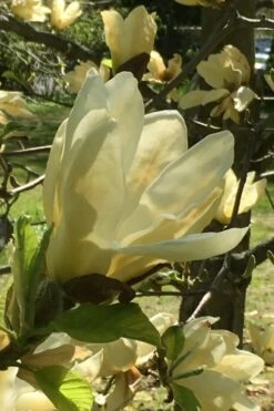 Elizabeth Magnolia (Tulip Tree) - 5 Gallon Pot -FRUIT TREES & PLANTS Shop magnolia elizabeth 8
