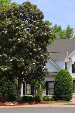 Southern Magnolia Tree (Single Trunk Tree Form) - 5 Gallon Pot -FRUIT TREES & PLANTS Shop magnolia grandiflora single trunk southern magnolia tree 1