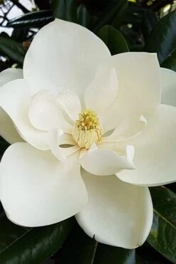 Southern Magnolia Tree (Single Trunk Tree Form) - 5 Gallon Pot -FRUIT TREES & PLANTS Shop magnolia grandiflora southern magnolia 1 1