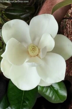 Southern Magnolia Tree (Single Trunk Tree Form) - 5 Gallon Pot -FRUIT TREES & PLANTS Shop magnolia grandiflora southern magnolia 2 1