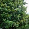 Southern Magnolia Tree - 5 Gallon Pot 1 Southern Magnolia Tree - 5 Gallon Pot -FRUIT TREES & PLANTS Shop magnolia grandiflora southern magnolia 3