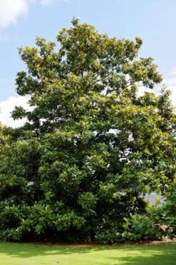 Southern Magnolia Tree - 5 Gallon Pot 12 Southern Magnolia Tree - 5 Gallon Pot -FRUIT TREES & PLANTS Shop magnolia grandiflora southern magnolia 4