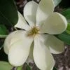 Green Shadow Sweetbay Magnolia Tree (Magnolia Virginiana) - 3 Gallon Pot (4-5') -FRUIT TREES & PLANTS Shop magnolia green shadow sweetbay flower