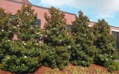 Little Gem Dwarf Southern Magnolia - 3 Gallon Pot (1.5-2.5') 14 Little Gem Dwarf Southern Magnolia - 3 Gallon Pot (1.5-2.5') -FRUIT TREES & PLANTS Shop magnolia little gem 11