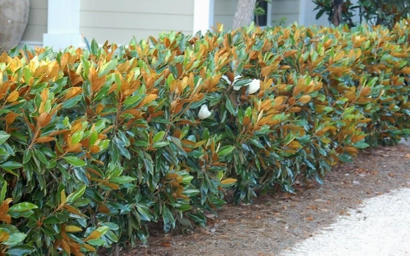 Little Gem Dwarf Southern Magnolia - 3 Gallon Pot (1.5-2.5') 10 Little Gem Dwarf Southern Magnolia - 3 Gallon Pot (1.5-2.5') - Image 8