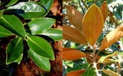 Little Gem Dwarf Southern Magnolia - 3 Gallon Pot (2.5-3.5') 16 Little Gem Dwarf Southern Magnolia - 3 Gallon Pot (2.5-3.5') -FRUIT TREES & PLANTS Shop magnolia little gem 16 1