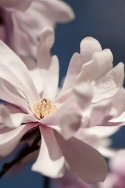 Waterlily Star Magnolia Tree - 3 Gallon Pot 23 Waterlily Star Magnolia Tree - 3 Gallon Pot -FRUIT TREES & PLANTS Shop magnolia stellata waterlily 102