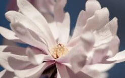 Waterlily Star Magnolia Tree - 3 Gallon Pot 21 Waterlily Star Magnolia Tree - 3 Gallon Pot -FRUIT TREES & PLANTS Shop magnolia stellata waterlily 103