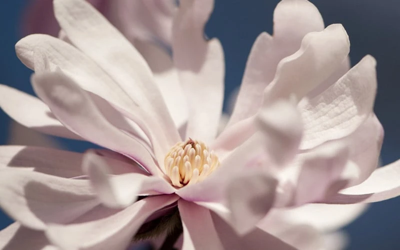 Waterlily Star Magnolia Tree - 3 Gallon Pot 10 Waterlily Star Magnolia Tree - 3 Gallon Pot - Image 8