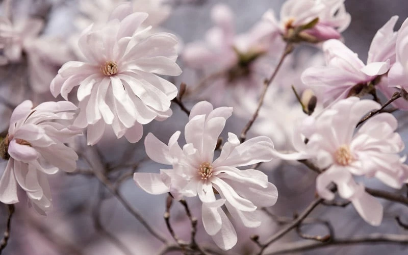 Waterlily Star Magnolia Tree - 3 Gallon Pot 7 Waterlily Star Magnolia Tree - 3 Gallon Pot - Image 5