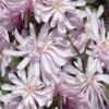 Waterlily Star Magnolia Tree - 3 Gallon Pot -FRUIT TREES & PLANTS Shop magnolia stellata waterlily 110