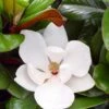 Teddy Bear Dwarf Southern Magnolia - 3 Gallon Pot -FRUIT TREES & PLANTS Shop magnolia teddy bear 10