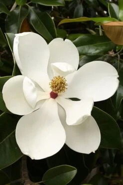 Teddy Bear Dwarf Southern Magnolia - 7 Gallon Pot (3-4') -FRUIT TREES & PLANTS Shop magnolia teddy bear 3 1