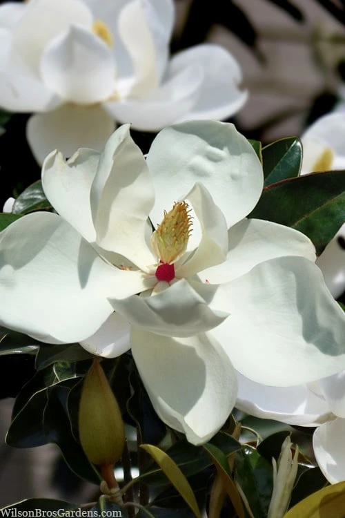 Victoria Cold Hardy Evergreen Magnolia - 3 Gallon Pot 3 Victoria Cold Hardy Evergreen Magnolia - 3 Gallon Pot