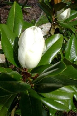 Victoria Cold Hardy Evergreen Magnolia - 3 Gallon Pot 14 Victoria Cold Hardy Evergreen Magnolia - 3 Gallon Pot -FRUIT TREES & PLANTS Shop magnolia victoria 8