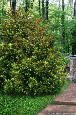 Victoria Cold Hardy Evergreen Magnolia - 3 Gallon Pot 13 Victoria Cold Hardy Evergreen Magnolia - 3 Gallon Pot -FRUIT TREES & PLANTS Shop magnolia victoria 9