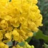 Creeping Oregon Grape (Mahonia Repens) - 1 Gallon Pot -FRUIT TREES & PLANTS Shop mahonia repens creeping oregon grape 5