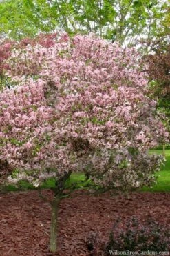 Southern Crabapple (Malus Angustifolia) - 1 Gallon Pot 12 Southern Crabapple (Malus Angustifolia) - 1 Gallon Pot -FRUIT TREES & PLANTS Shop malus angustifolia southern crabapple tree 8