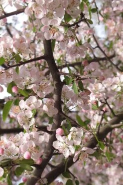 Southern Crabapple (Malus Angustifolia) - 1 Gallon Pot 13 Southern Crabapple (Malus Angustifolia) - 1 Gallon Pot -FRUIT TREES & PLANTS Shop malus angustifolia southern crabapple tree flowers 4
