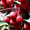 Southern Crabapple (Malus Angustifolia) - 1 Gallon Pot 2 Southern Crabapple (Malus Angustifolia) - 1 Gallon Pot -FRUIT TREES & PLANTS Shop malus angustifolia southern crabapple tree fruits 2