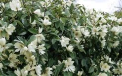 Fairy White Magnolia - 3 Gallon Pot 15 Fairy White Magnolia - 3 Gallon Pot -FRUIT TREES & PLANTS Shop michelia doltsopa fairy white magnolia 10
