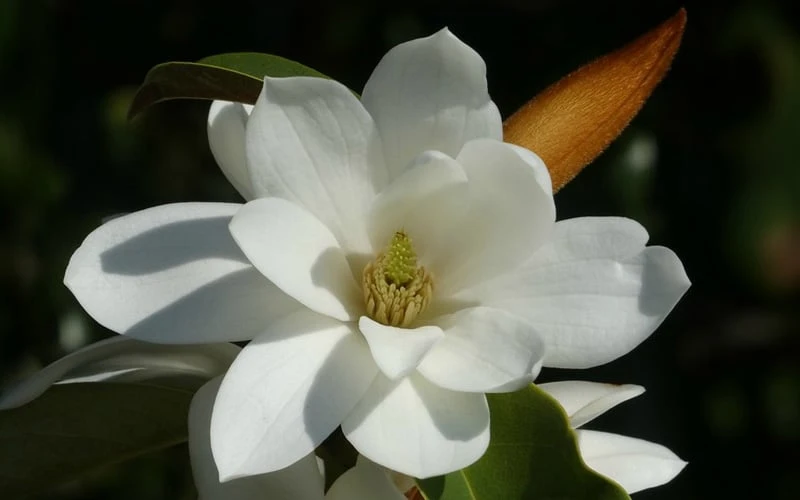 Fairy White Magnolia - 3 Gallon Pot 10 Fairy White Magnolia - 3 Gallon Pot - Image 8