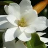 Fairy White Magnolia - 3 Gallon Pot -FRUIT TREES & PLANTS Shop michelia doltsopa fairy white magnolia 12
