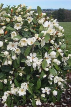 Fairy White Magnolia - 3 Gallon Pot 13 Fairy White Magnolia - 3 Gallon Pot -FRUIT TREES & PLANTS Shop michelia doltsopa fairy white magnolia 2