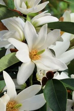 Fairy White Magnolia - 3 Gallon Pot 14 Fairy White Magnolia - 3 Gallon Pot -FRUIT TREES & PLANTS Shop michelia doltsopa fairy white magnolia 7