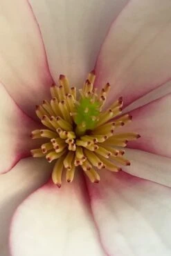 Fairy Blush Magnolia - 3 Gallon Pot -FRUIT TREES & PLANTS Shop michelia yunnanensis hybrid fairy blush magnolia 2