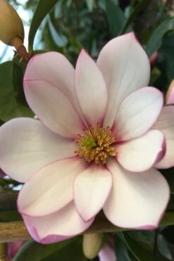 Fairy Blush Magnolia - 3 Gallon Pot -FRUIT TREES & PLANTS Shop michelia yunnanensis hybrid fairy blush magnolia 4