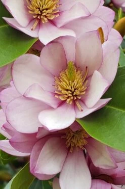 Fairy Blush Magnolia - 3 Gallon Pot -FRUIT TREES & PLANTS Shop michelia yunnanensis hybrid fairy blush magnolia 5