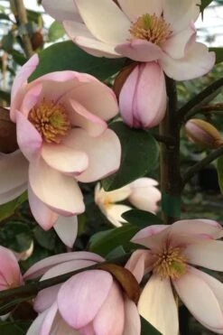 Fairy Blush Magnolia - 3 Gallon Pot -FRUIT TREES & PLANTS Shop michelia yunnanensis hybrid fairy blush magnolia 6
