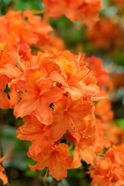 Mandarin Lights Cold Hardy Azalea (Rhododendron) - 6 Gallon Pot -FRUIT TREES & PLANTS Shop native azalea mandarin lights 1
