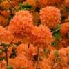 Mandarin Lights Cold Hardy Azalea (Rhododendron) - 3 Gallon Pot -FRUIT TREES & PLANTS Shop native azalea mandarin lights 2 1