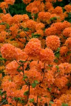 Mandarin Lights Cold Hardy Azalea (Rhododendron) - 6 Gallon Pot -FRUIT TREES & PLANTS Shop native azalea mandarin lights 3